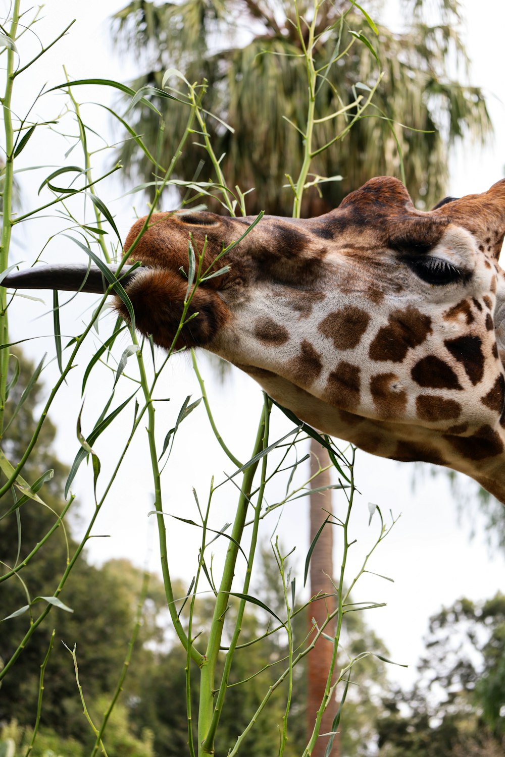 a close up of a giraffe eating from a tall plant