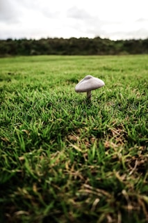 A single mushroom is growing amidst short, green grass. The background features a blurred view of a dark green forest line under a cloudy sky.
