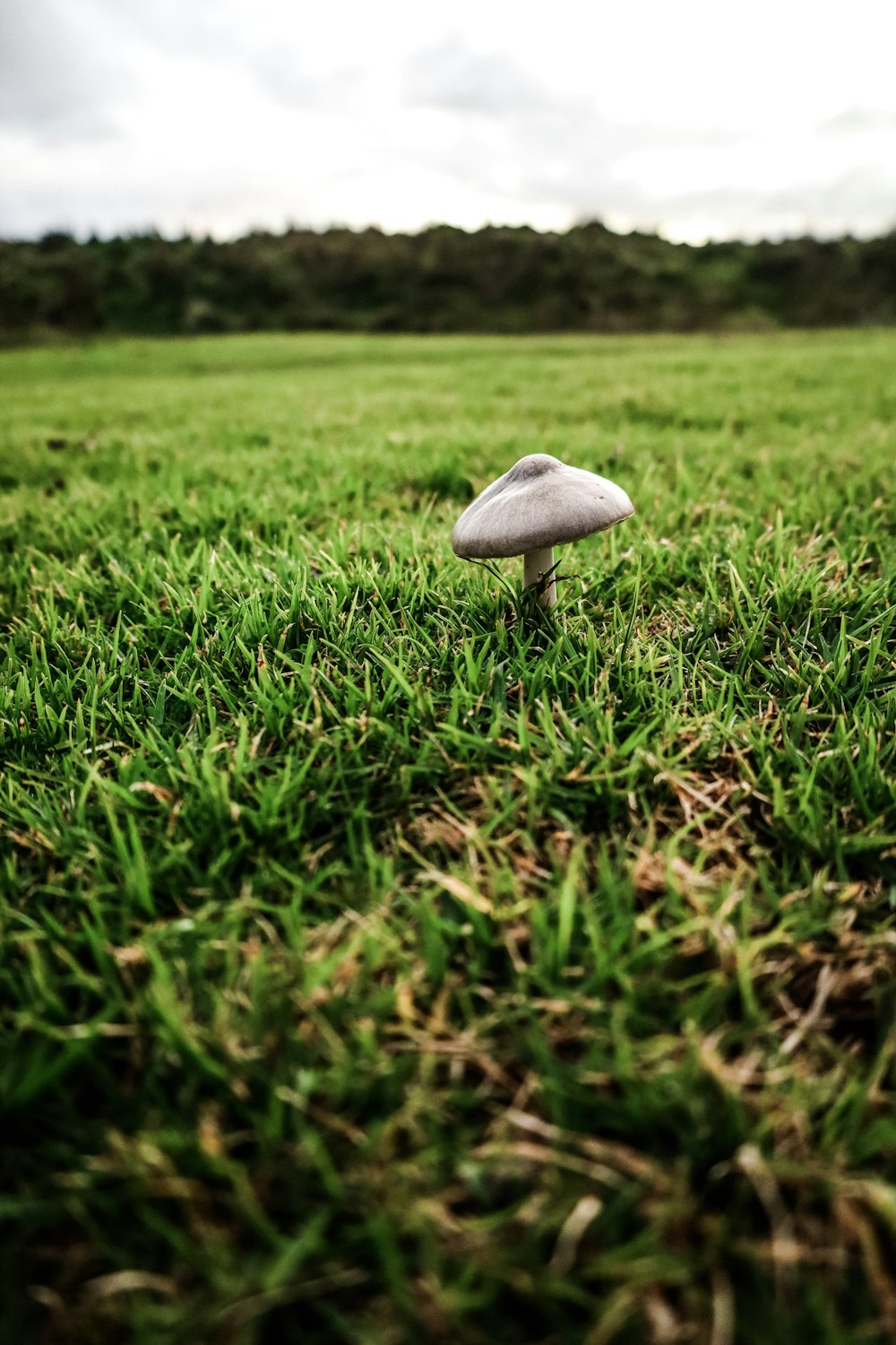 a small white mushroom sitting on top of a lush green field
