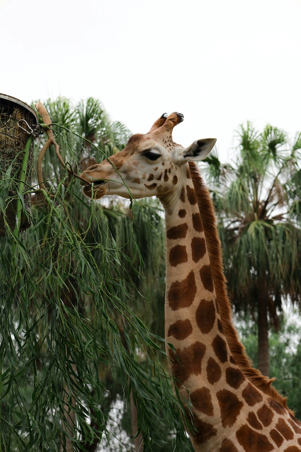 a giraffe eating leaves from a tree