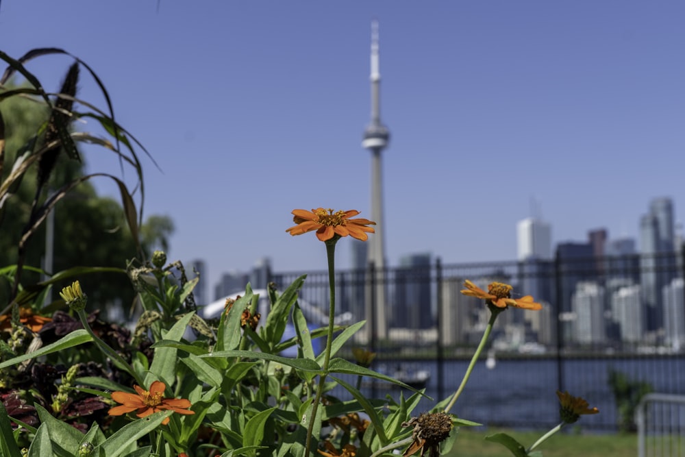 a view of a city skyline from a garden