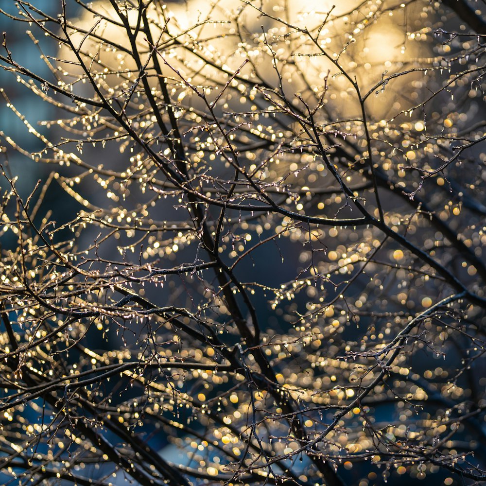 a tree with lots of water droplets on it