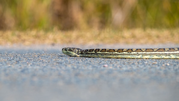A snake is lying on a gravel-like surface with its body stretching towards the background. The skin pattern features a mix of brown, black, and beige colors. In the background, a blurred natural landscape with green and brown hues is visible.