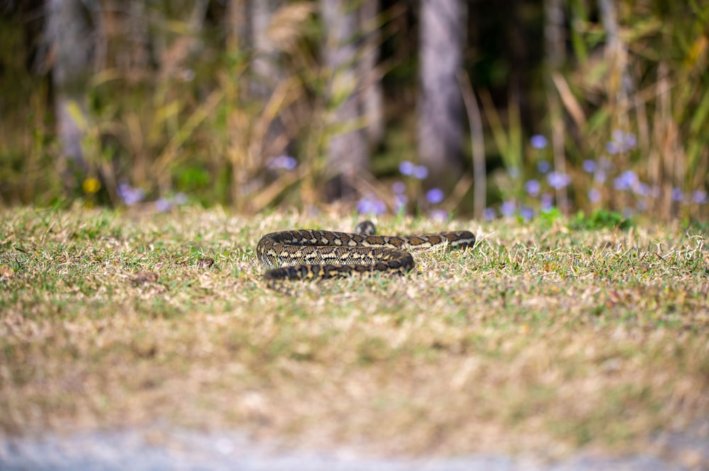 a snake that is laying down in the grass
