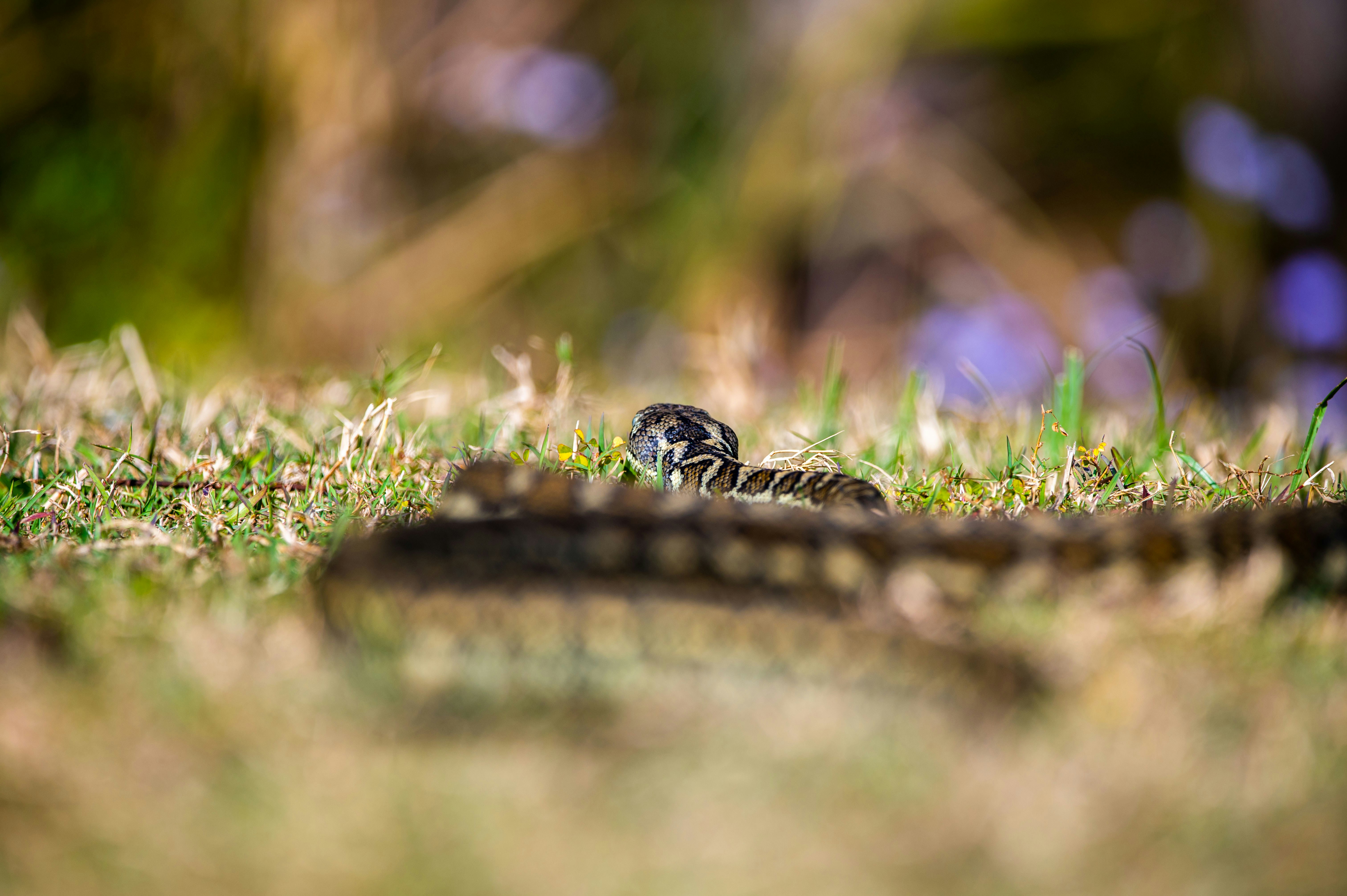 2026年最新DeepSeek API调用实战：从入门到企业级应用