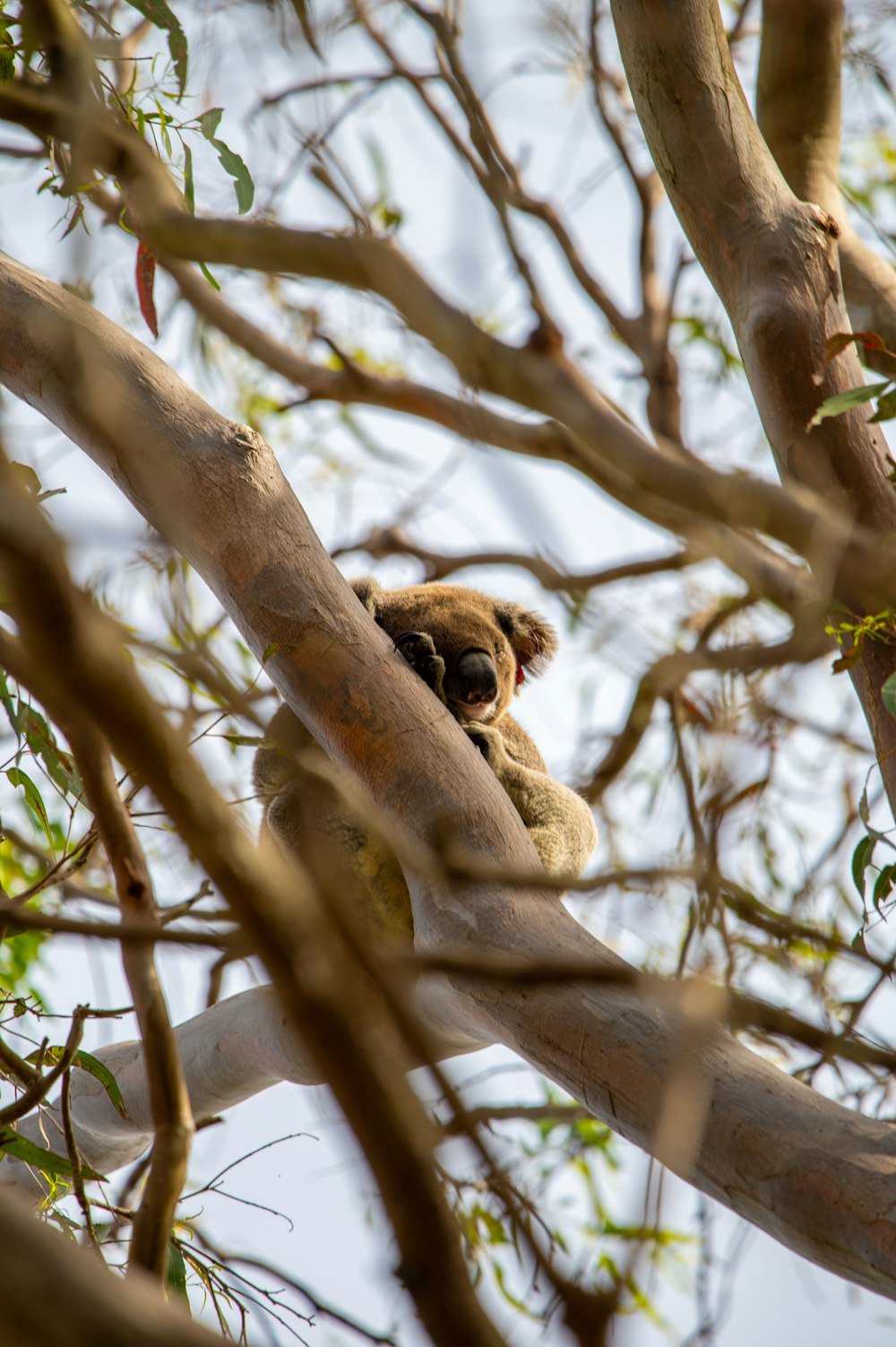 Un koala está sentado en un árbol con los ojos cerrados