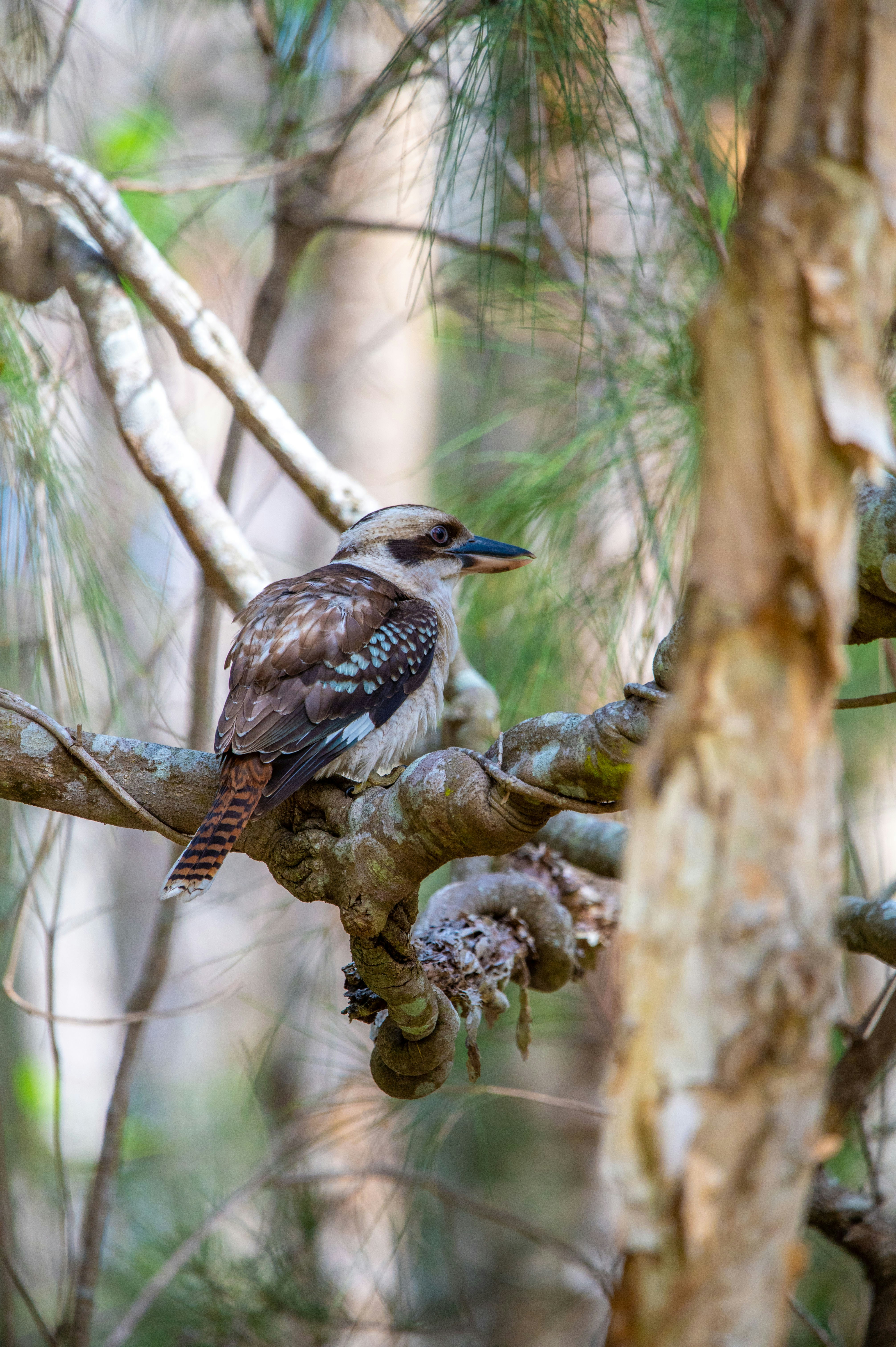 a bird sitting on a branch of a pine tree