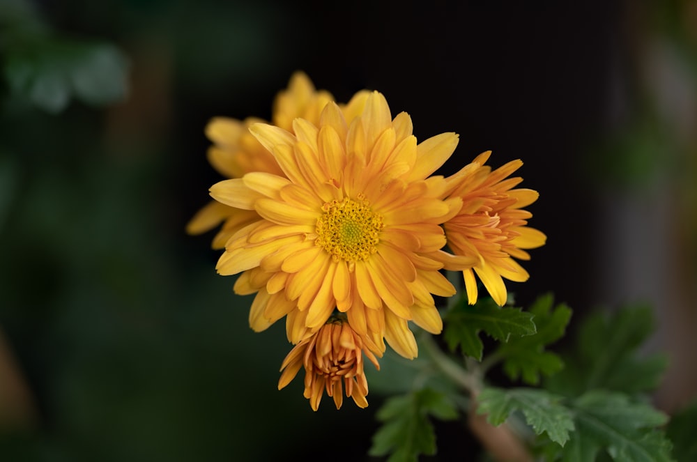 a close up of a yellow flower with green leaves