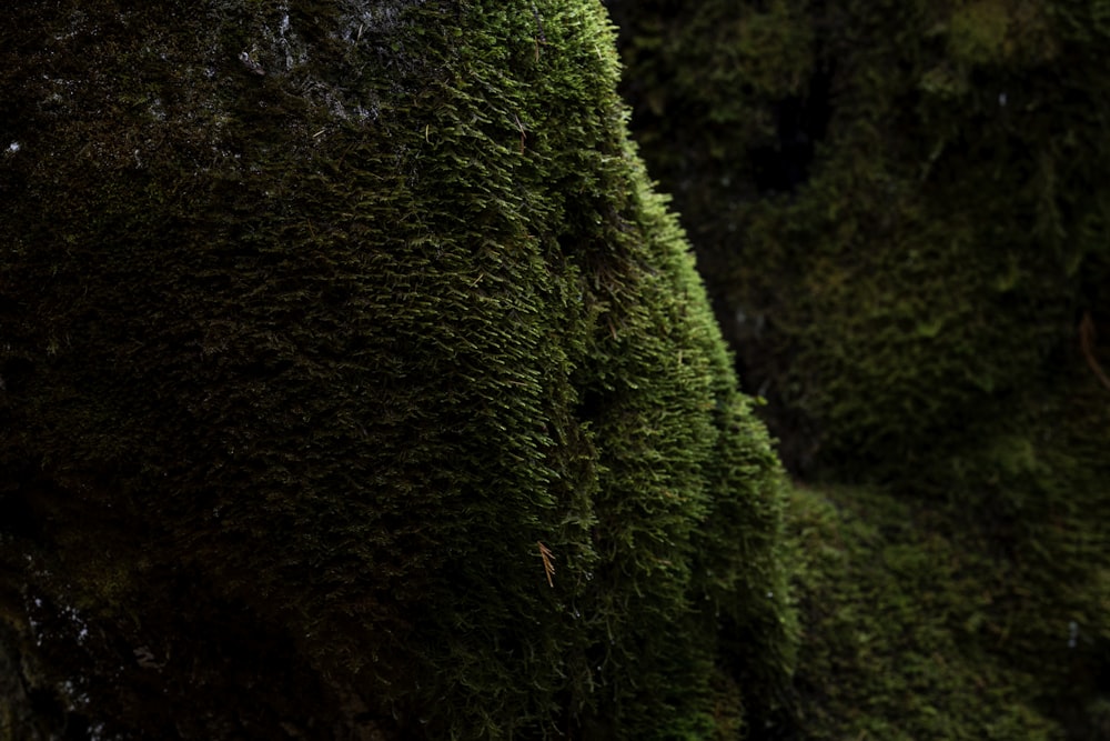 moss growing on the side of a tree