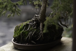 a bonsai tree with roots growing out of it