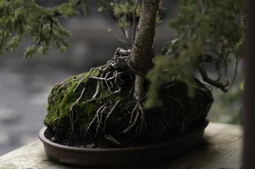 a bonsai tree with roots growing out of it