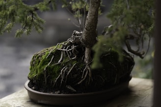 a bonsai tree with roots growing out of it