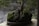 A bonsai tree is displayed in a round, shallow container with intricate roots exposed and covered in a layer of green moss. Surrounding branches are lush with delicate green foliage, set against a blurred background that enhances the focus on the bonsai.