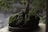 A bonsai tree is displayed in a round, shallow container with intricate roots exposed and covered in a layer of green moss. Surrounding branches are lush with delicate green foliage, set against a blurred background that enhances the focus on the bonsai.