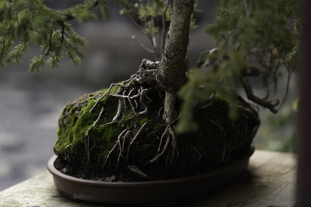 a bonsai tree with roots growing out of it