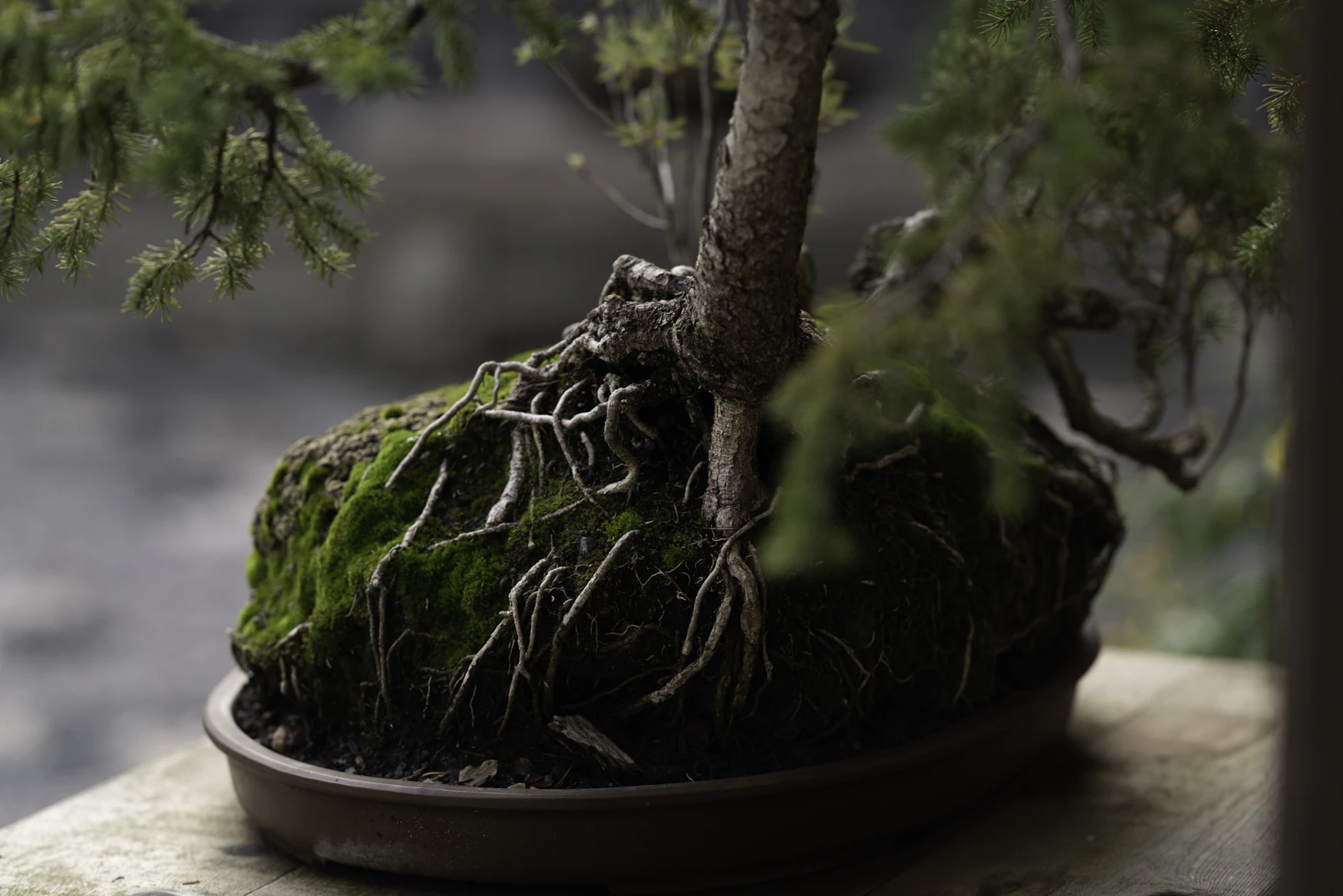 Close-up of a Bonsai
    tree with shaping wire on its branches