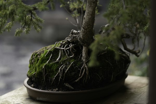 Close-up of bonsai soil and roots