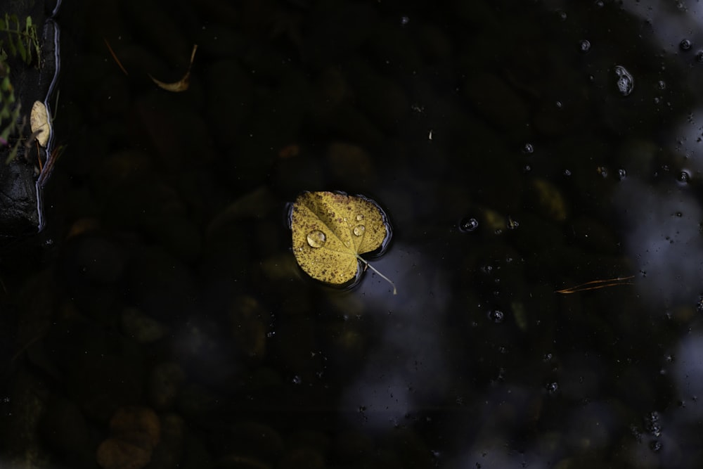 a yellow leaf floating on top of a body of water