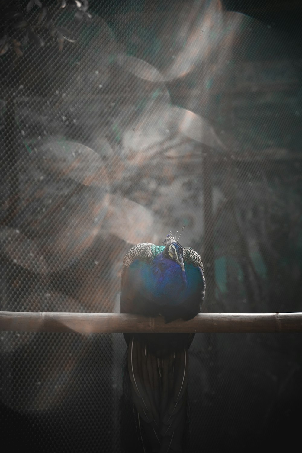 a blue bird sitting on top of a wooden rail