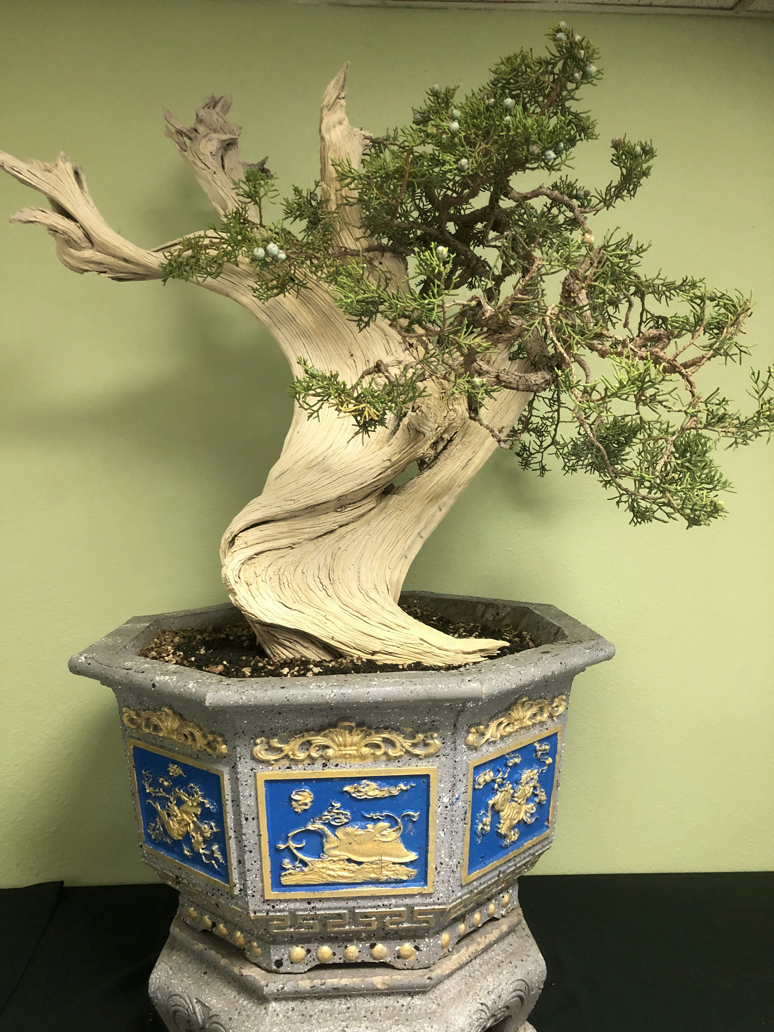 Stylish Mini Bonsai Tree