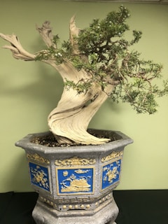 A bonsai tree with a twisted, gnarled trunk sits in an ornate hexagonal pot. The pot features decorative blue panels with gold embellishments, depicting traditional motifs. The tree's bark is light-colored and weathered, with sparse, delicate green foliage emerging from its branches.