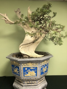 A bonsai tree with a twisted, gnarled trunk sits in an ornate hexagonal pot. The pot features decorative blue panels with gold embellishments, depicting traditional motifs. The tree's bark is light-colored and weathered, with sparse, delicate green foliage emerging from its branches.