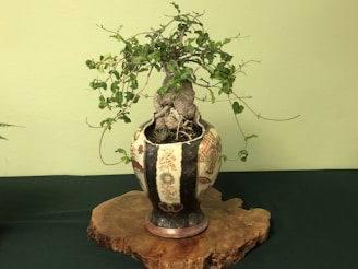 A bonsai tree with lush green leaves is planted in a decorative pot, which has intricate patterns and designs. The pot sits on a wooden slab that gives a natural aesthetic. The background is a soft green wall.