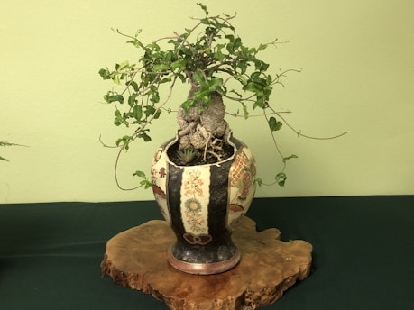 A delicate bonsai tree with lush green leaves in a minimalist black pot, set against a soft white background.
