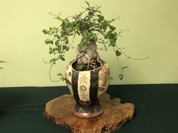 A bonsai tree with lush green leaves is planted in a decorative pot, which has intricate patterns and designs. The pot sits on a wooden slab that gives a natural aesthetic. The background is a soft green wall.