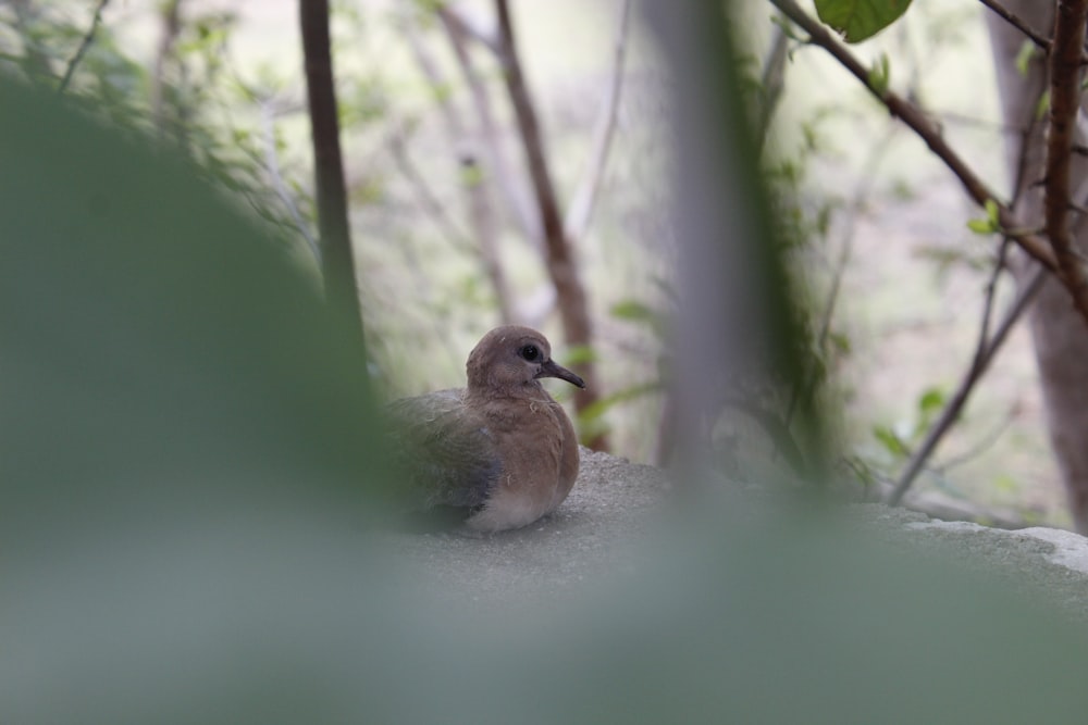 a small bird sitting on top of a rock