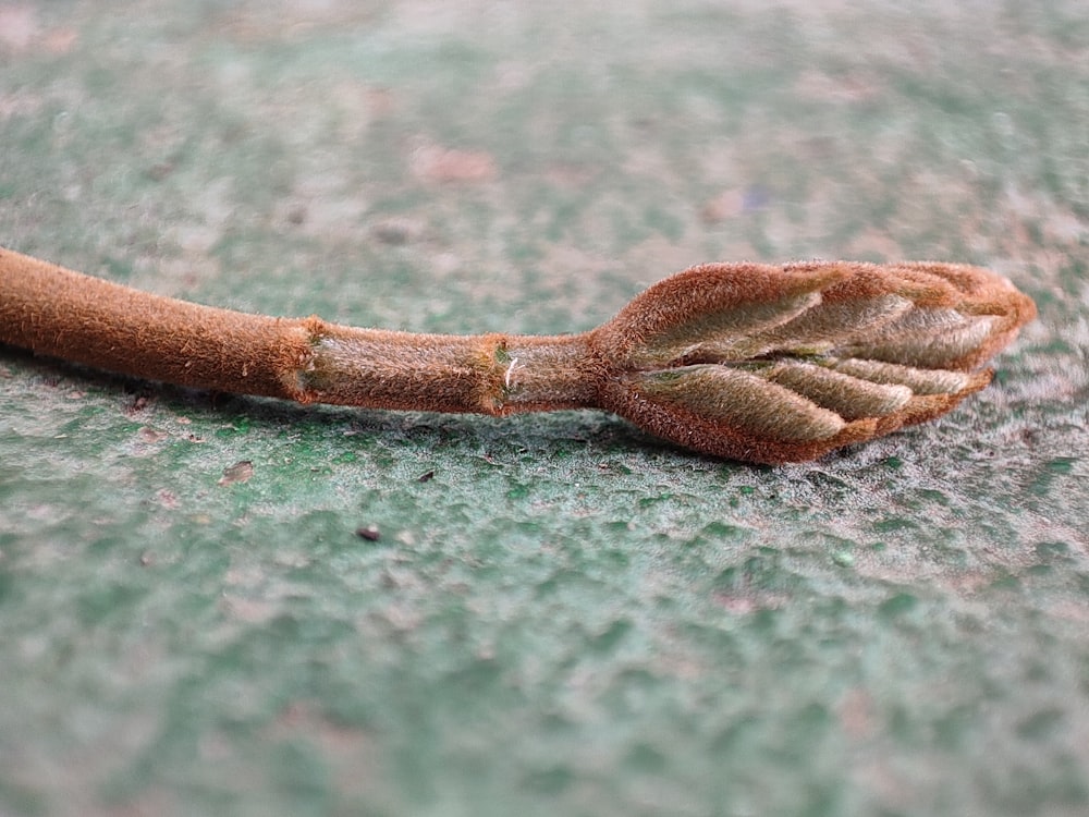 a close up of a leaf on a green surface