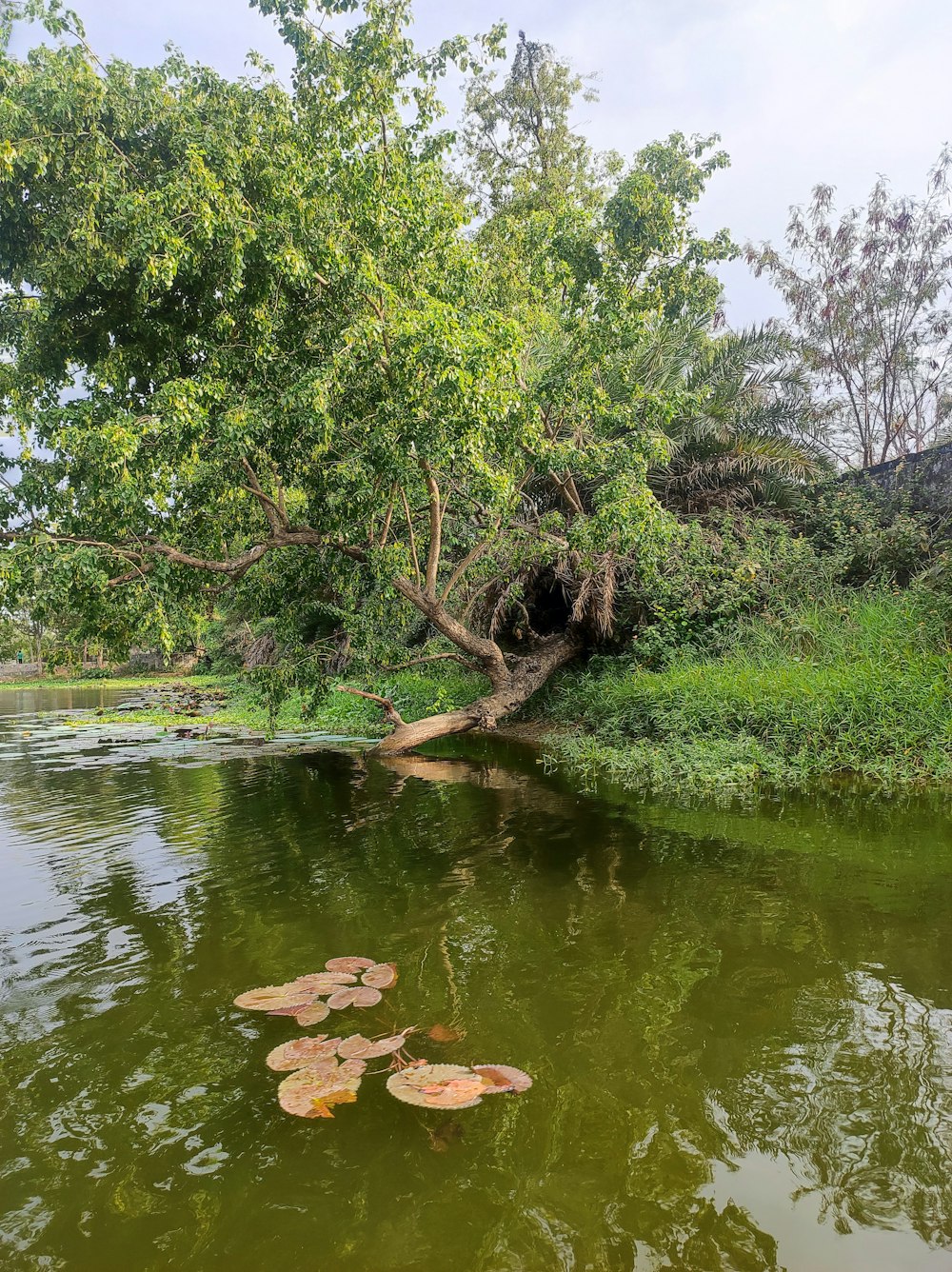 a body of water surrounded by trees and grass