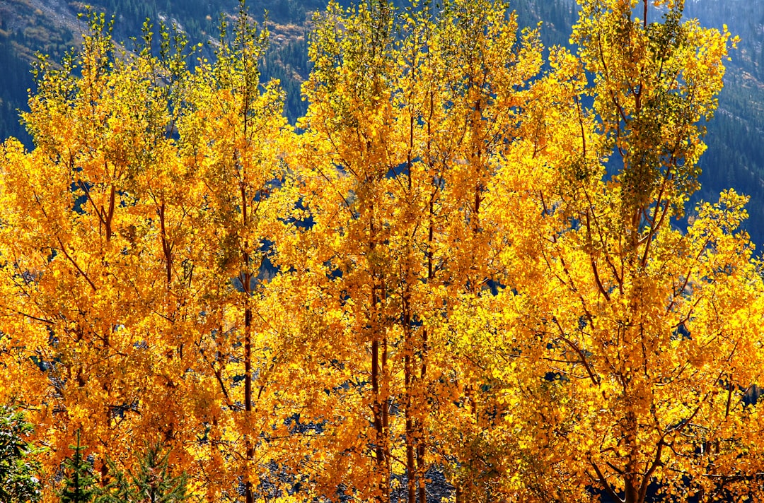 a group of trees that are next to each other, Maroon Lake Golden Aspens - 2214 Many golden aspens like these surround Co