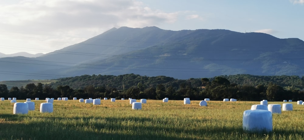 a field of hay bales with a mountain in the background