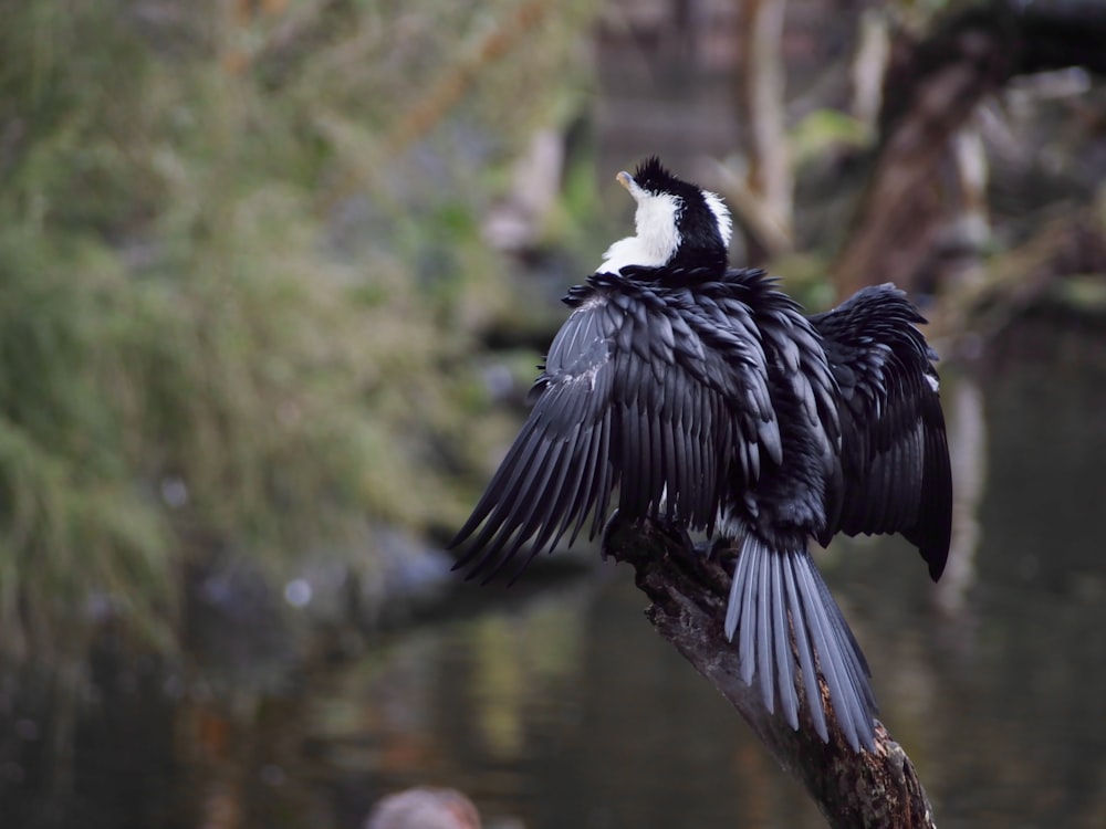 a black and white bird sitting on top of a tree branch