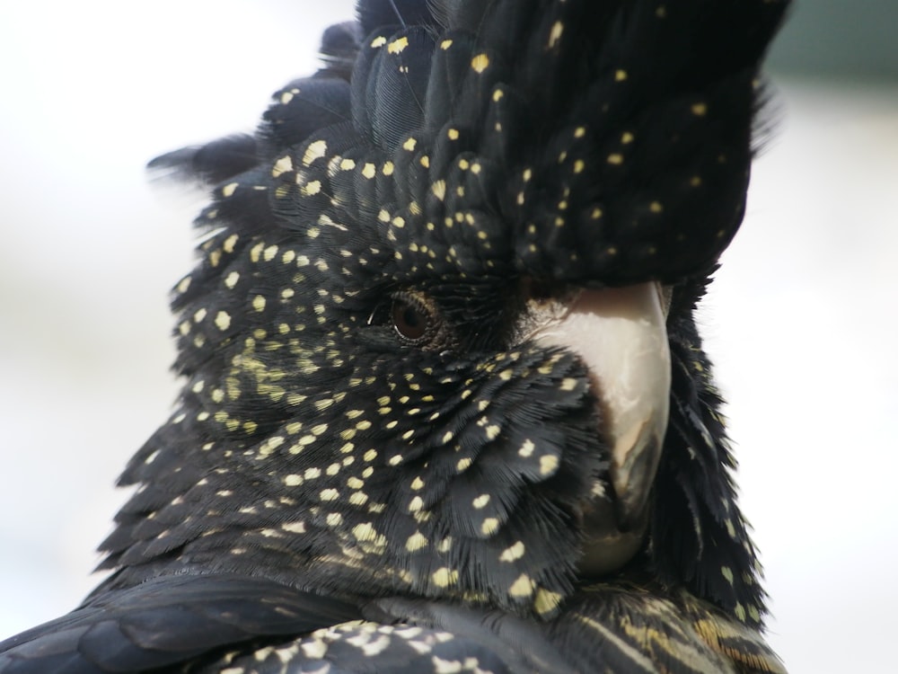 a close up of a black bird with yellow spots