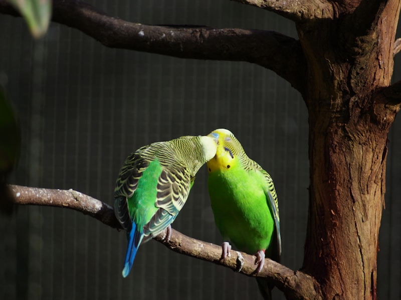 Romantic green birds