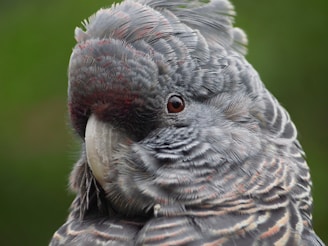 A detailed shot capturing the intricate patterns on a Gouldian finch’s feathers.