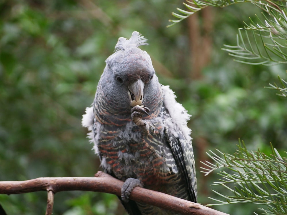 a bird sitting on a branch in a tree