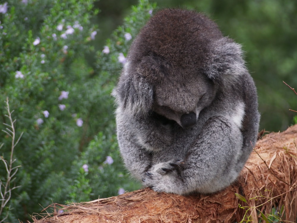 a koala sitting on top of a tree branch