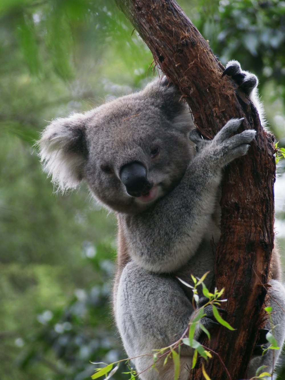 a koala is climbing up a tree branch