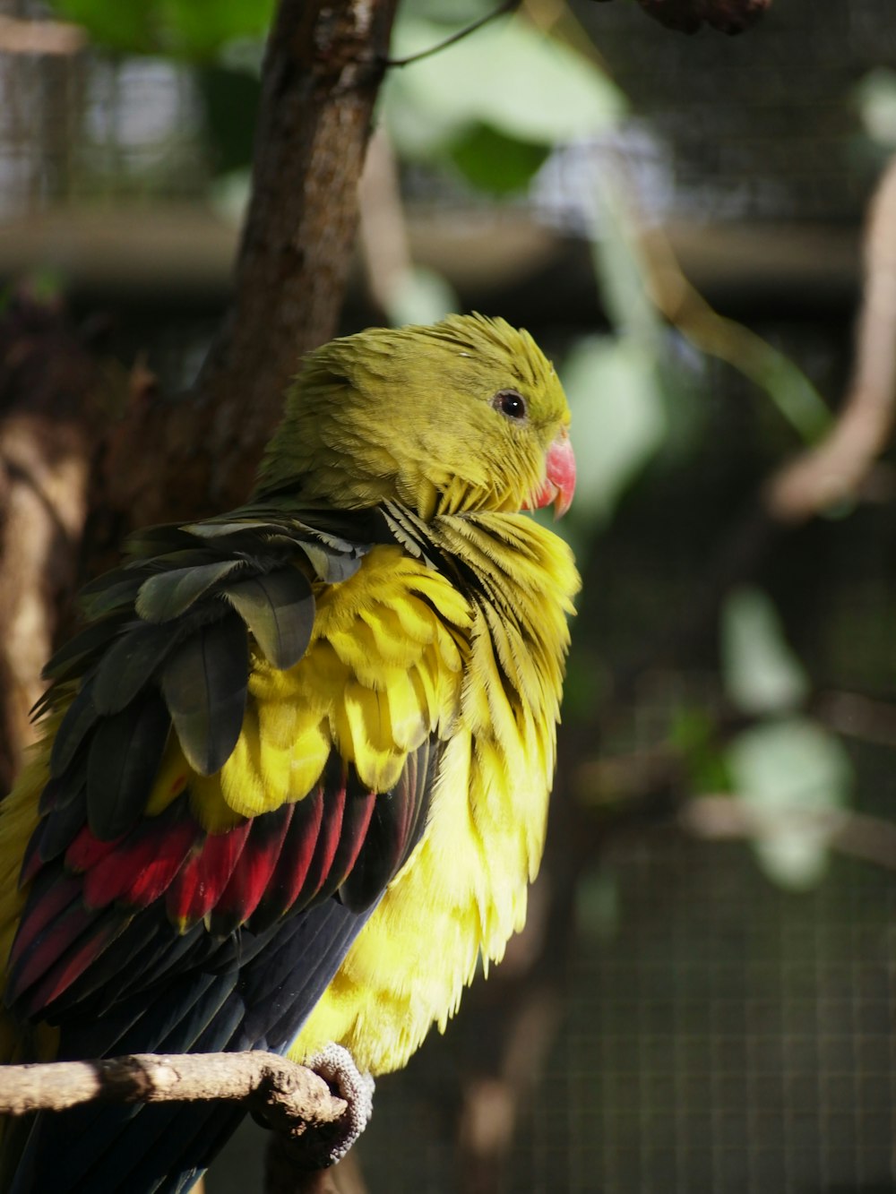 a yellow and black bird sitting on a branch