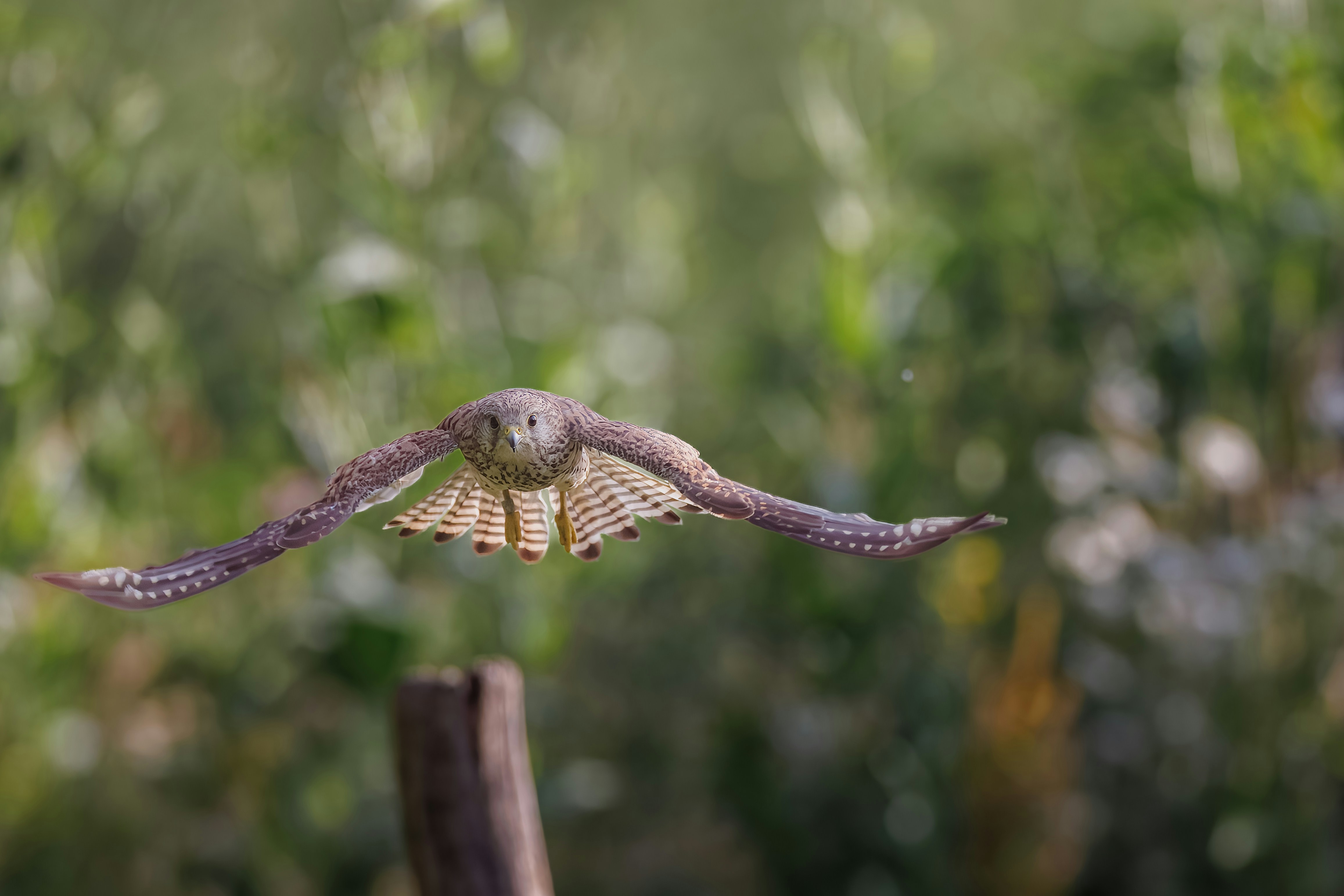 Photo by vincentvanzalinge