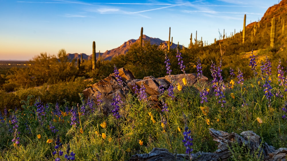 a field of wildflowers in the desert with a mountain in the background