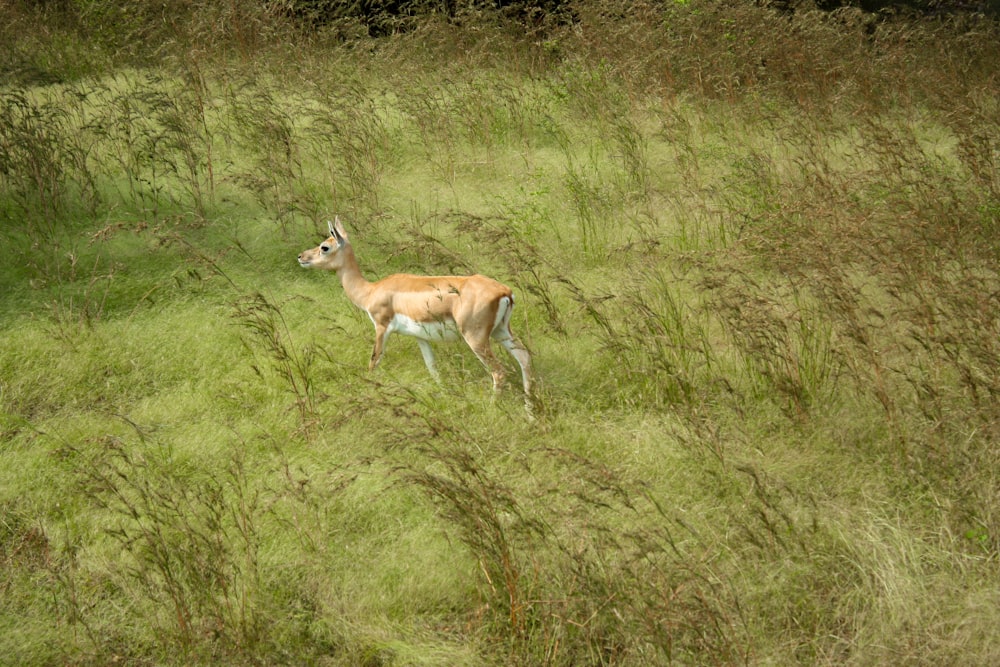 a deer standing in a field of tall grass