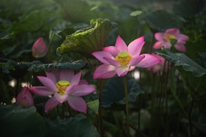 a group of pink water lilies in a pond