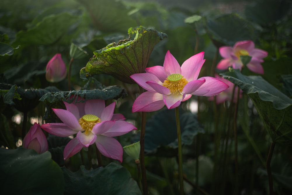 a group of pink water lilies in a pond