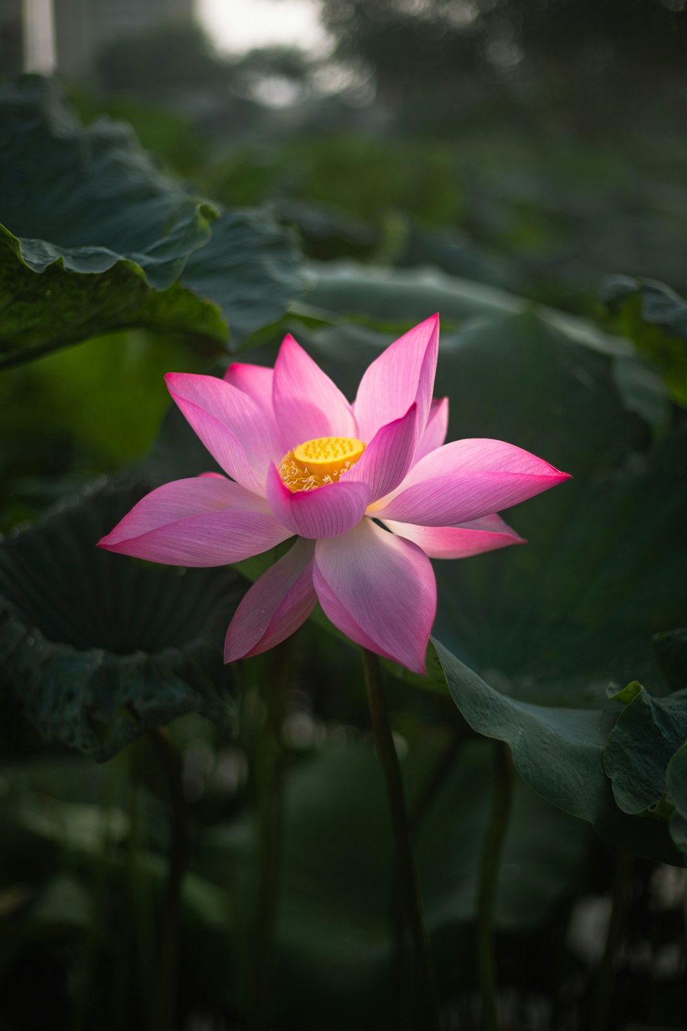 a pink lotus flower with green leaves in the background