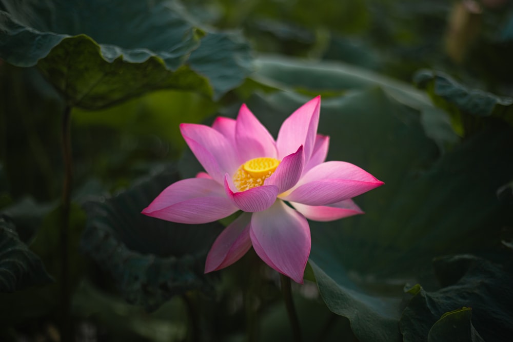 a pink flower with green leaves in the background