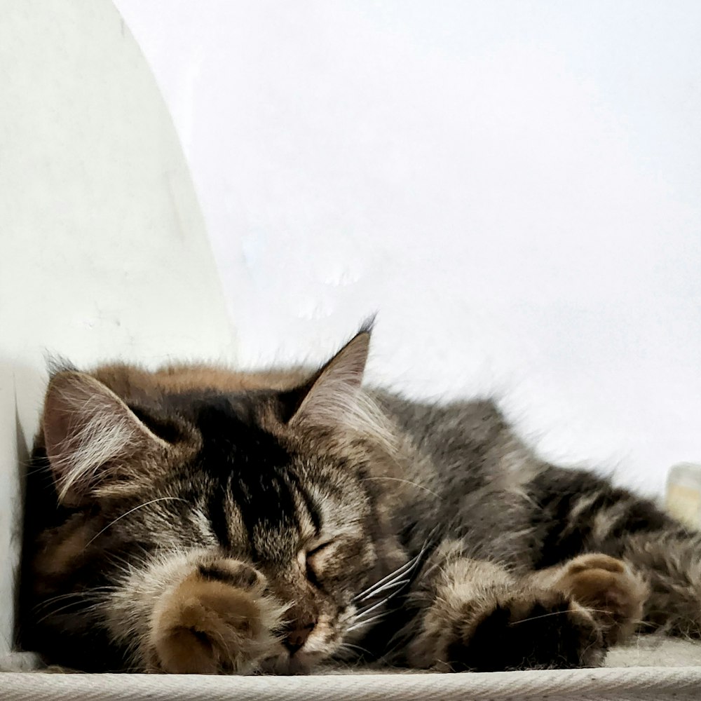 a cat sleeping on top of a white chair